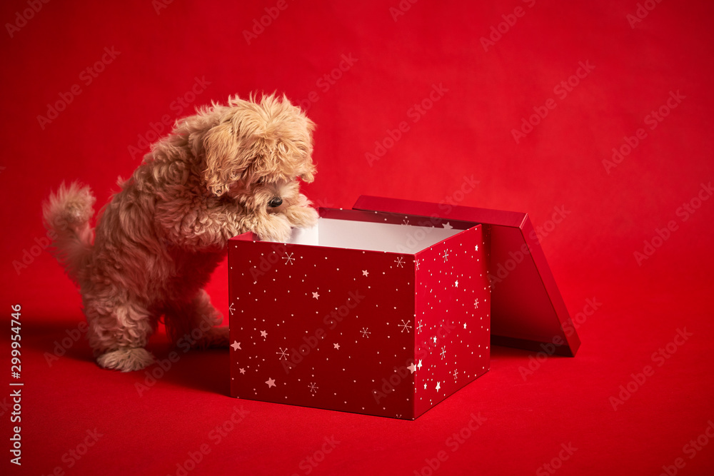 little puppy playing with a box of Christmas presents on a red background
