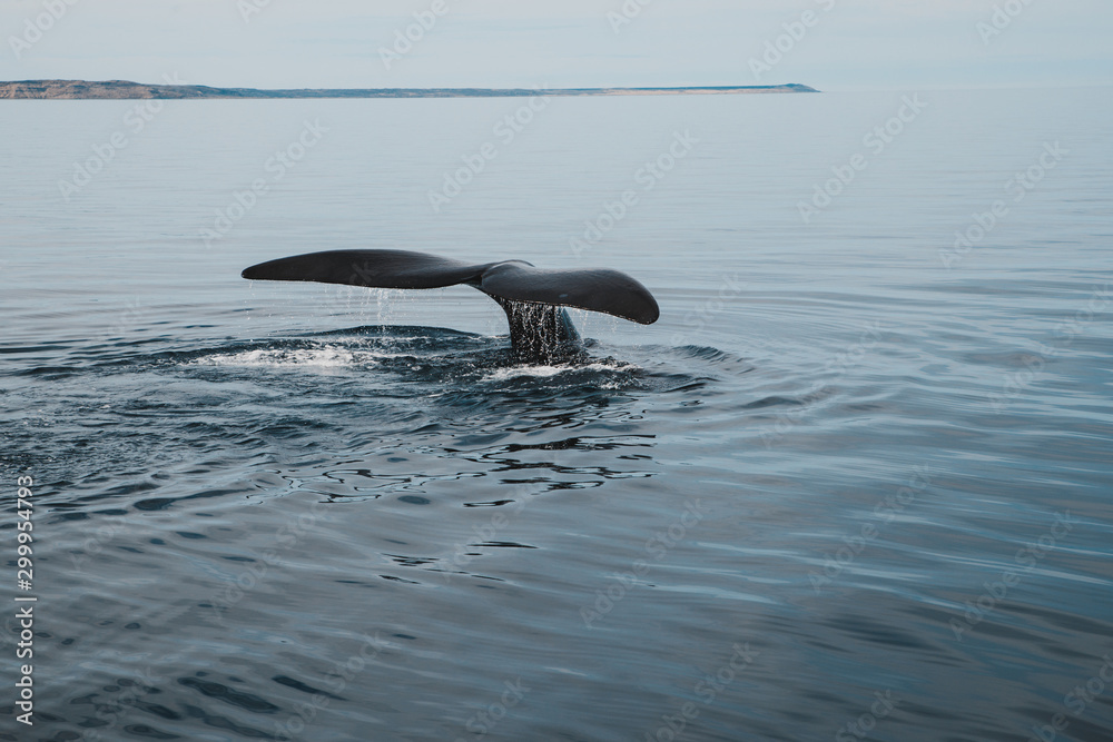 Fototapeta premium 4K Argentina