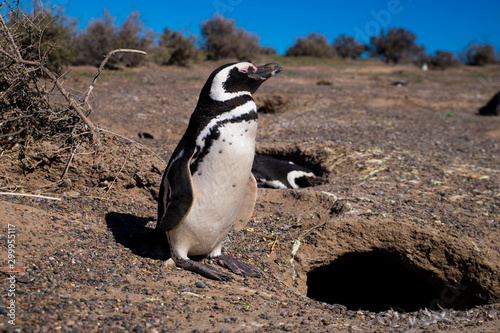Patagonia Argentina - Penguins in the nest - Puerto Madryn - Punta Tombo