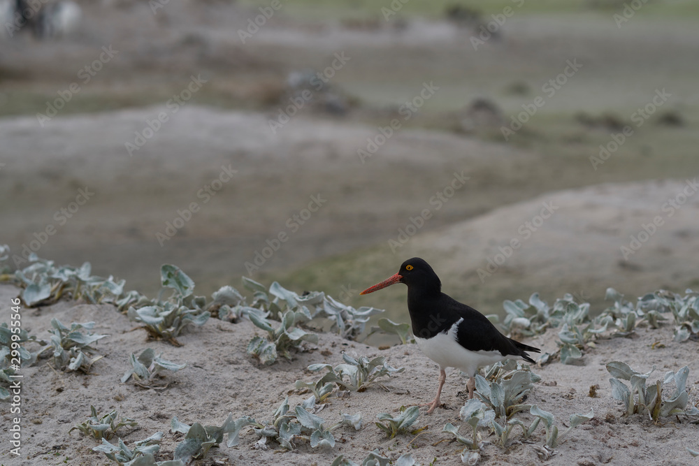 Magellanic Oystercatcher (Haematopus leucopodus) on the shore of Bleaker Island in the Falkland Islands. Magellanic Oystercatcher (Haematopus leucopodus) on the shore of Bleaker Island in the Falkland Islands.