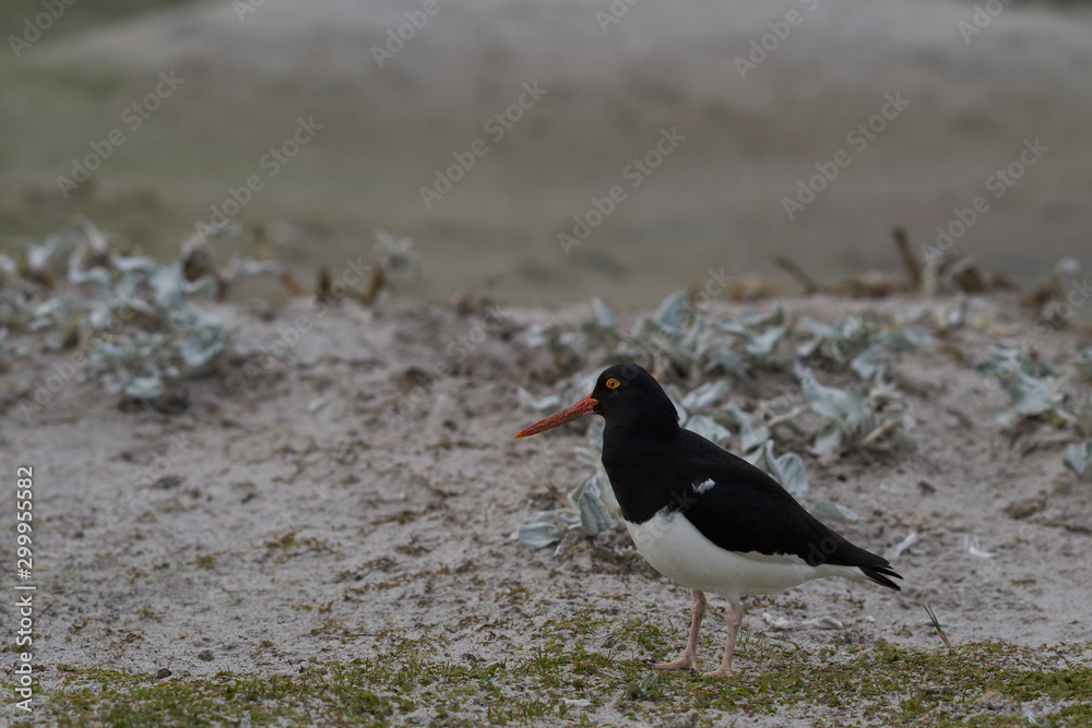 Magellanic Oystercatcher (Haematopus leucopodus) on the shore of Bleaker Island in the Falkland Islands.