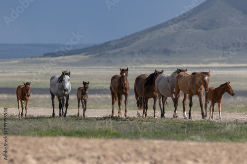 Herd of Wild Horses in Spring in the Utah Desert © natureguy