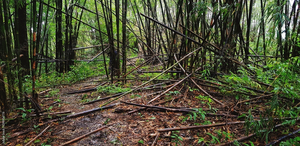 Many bamboo trees in the deep tropical forest or jungle fell in the forest because of the natural monsoon storm, disaster or human cut them in vintage tone. The destruction of the natural forces.