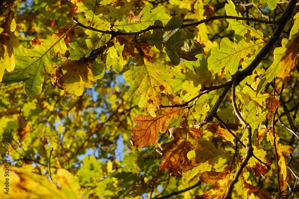 Beautiful autumn background. Colorful autumn oak leaves. Beautiful autumn background. Colorful autumn oak leaves.