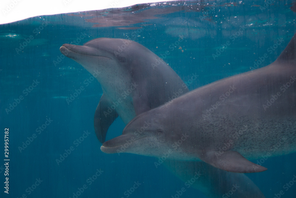 Obraz premium イルカ