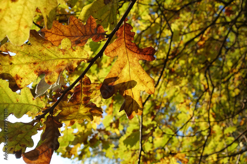Beautiful autumn background. Colorful autumn oak leaves.