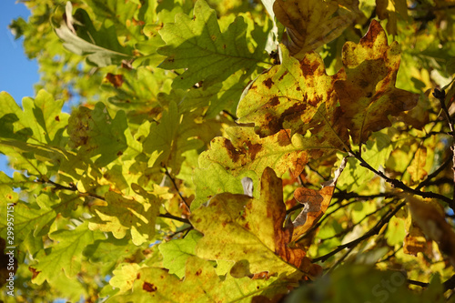 Beautiful autumn background. Colorful autumn oak leaves.