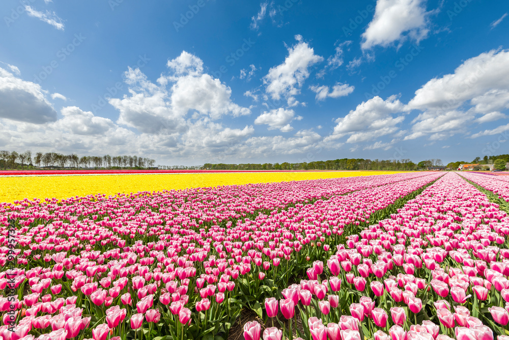 Pink and yellow tulips in a multicolor tulips field (Lisse, South Holland, Netherlands) Pink and yellow tulips in a multicolor tulips field (Lisse, South Holland, Netherlands)