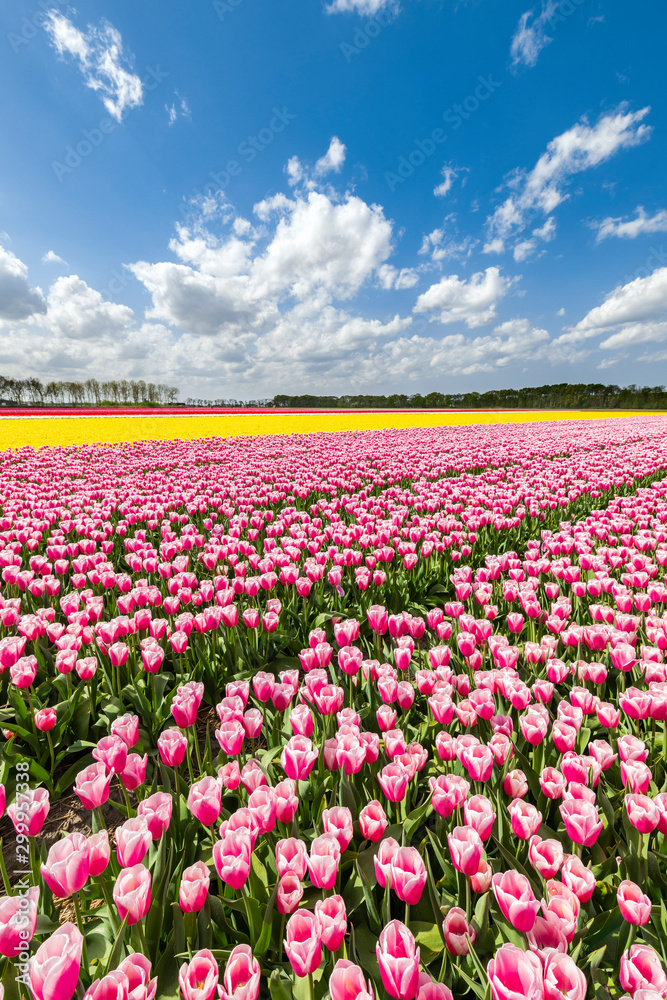 Pink and yellow tulips in a multicolor tulips field (Lisse, South Holland, Netherlands) Pink and yellow tulips in a multicolor tulips field (Lisse, South Holland, Netherlands)