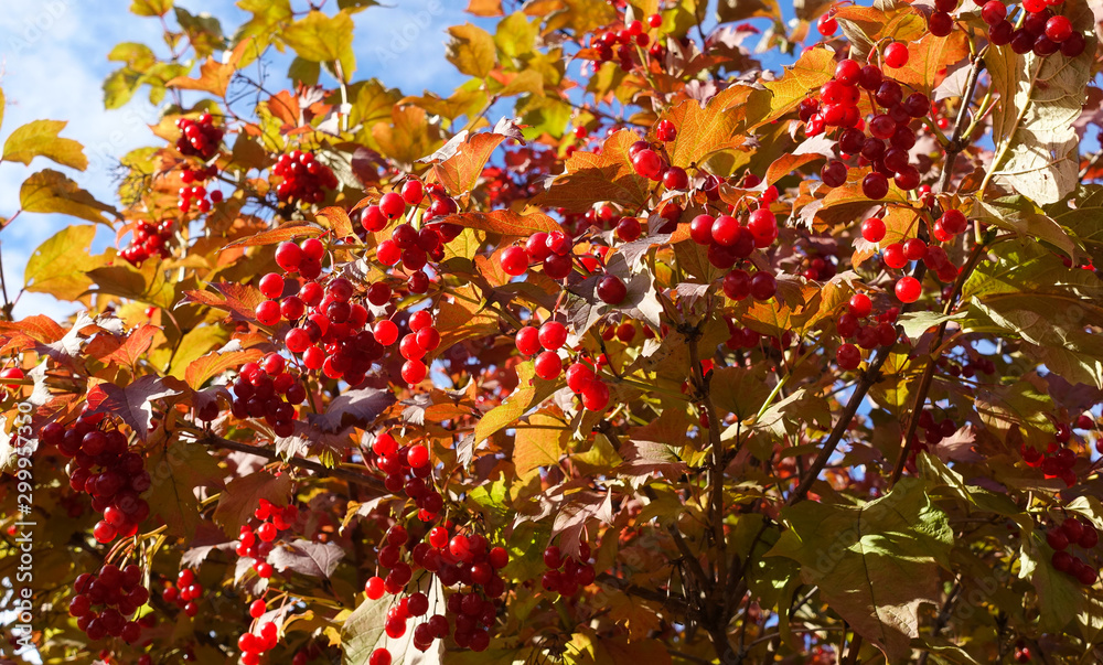 Red viburnum branch in the garden. Viburnum (viburnum opulus) berries and leaves outdoor in autumn fall. Bunch of red viburnum berries on a branch. Red viburnum branch in the garden. Viburnum (viburnum opulus) berries and leaves outdoor in autumn fall. Bunch of red viburnum berries on a branch.
