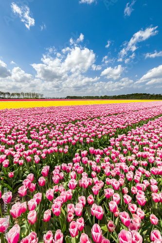 Pink and yellow tulips in a multicolor tulips field (Lisse, South Holland, Netherlands)