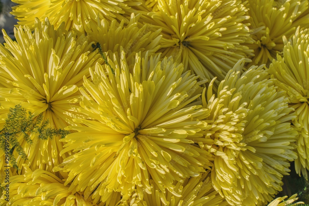 bouquet of yellow chrysanthemums to decorate the graves on the day of the feast of the dead