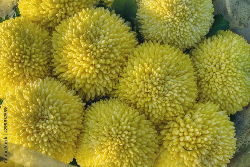 bouquet of yellow chrysanthemums to decorate the graves on the day of the feast of the dead