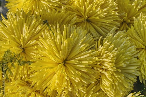 Obraz na płótnie bouquet of yellow chrysanthemums to decorate the graves on the day of the feast of the dead w salonie