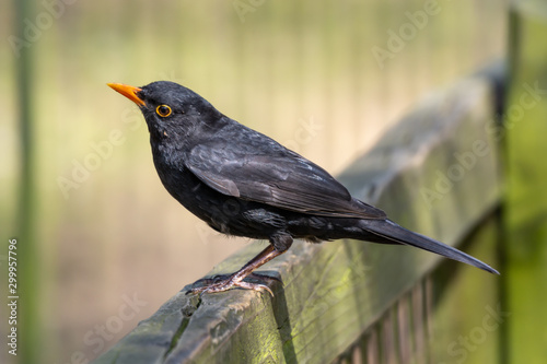 Perched Blackbird