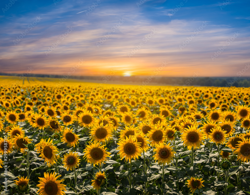 Fototapeta premium beautiful golden sunflower field at the sunset, summer agricultural scene