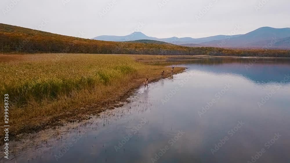 View from above. Slow motion. A flock of red deer run along the lake in the Sikhote-Alin Biosphere Reserve. View from above. Slow motion. A flock of red deer run along the lake in the Sikhote-Alin Biosphere Reserve.