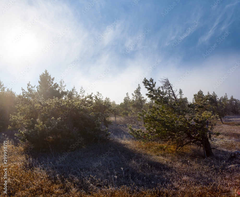 pine tree forest among prairie in a mist under a sparkle sun pine tree forest among prairie in a mist under a sparkle sun