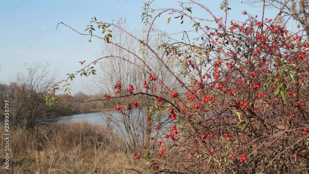 red berries on the lake