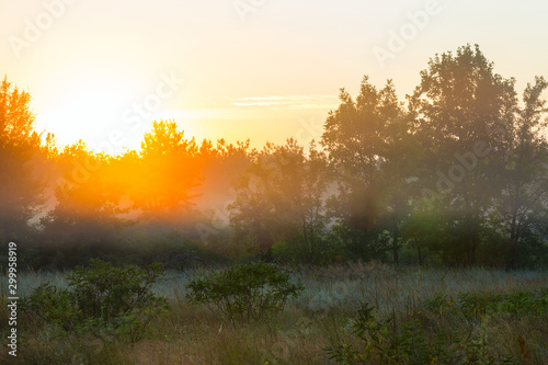 summer forest glade in a mist at the sunrise, outdoor background © Yuriy Kulik