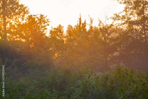 closeup summer forest glade at the sunrise, outdoor background