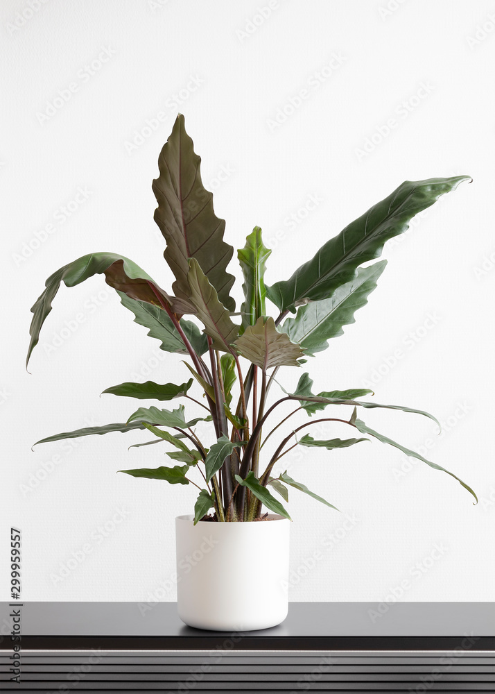 Fototapeta premium Large Alocasia Lauterbachiana, elephants ear houseplant