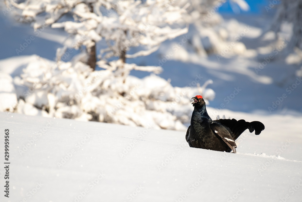 Park Orobie Valtellina,Lombardy,Italy. Lyrurus tetrix,black grouse, fagiano di monte