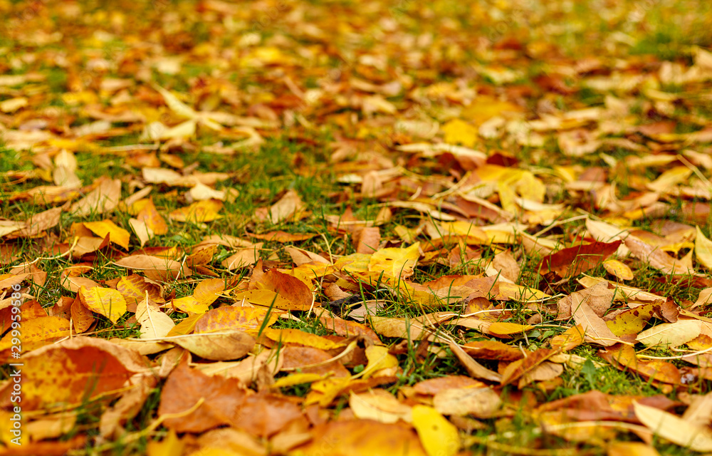 Fallen leaves covered the ground in autumnal forest. Indian summer or Autumn mood scene. Tilt-shift effect. Selective focus photography. Blurred nature background. Fallen leaves covered the ground in autumnal forest. Indian summer or Autumn mood scene. Tilt-shift effect. Selective focus photography. Blurred nature background.