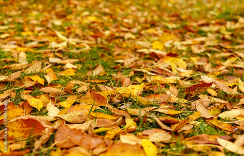 Fallen leaves covered the ground in autumnal forest. Indian summer or Autumn mood scene. Tilt-shift effect. Selective focus photography. Blurred nature background.