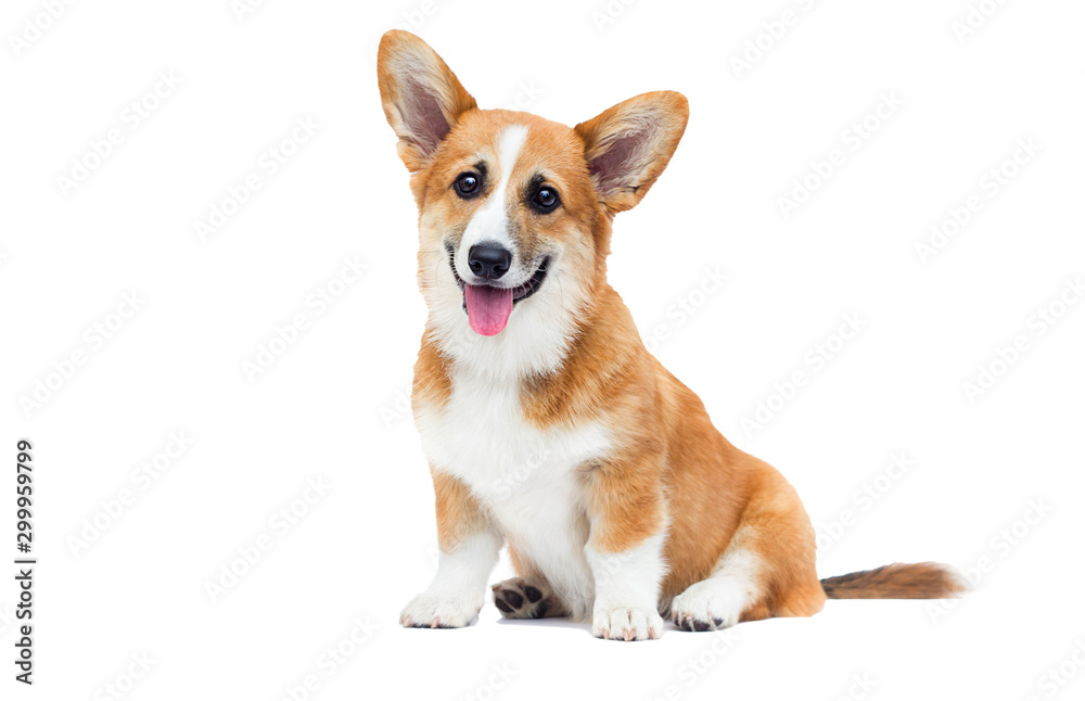welsh corgi puppy looks up on an isolated background - obrazy, fototapety, plakaty 