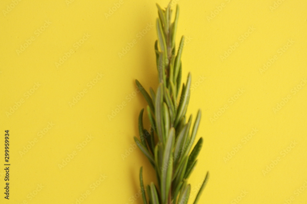 pretty branch of rosemary in colorful background