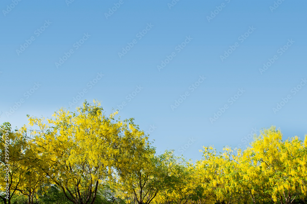 Thai golden flowers. Yellow bouquet. Thailand national flowers. Blooming flowers in summer of Thailand. Koon flowers. Thai golden flowers. Yellow bouquet. Thailand national flowers. Blooming flowers in summer of Thailand. Koon flowers.