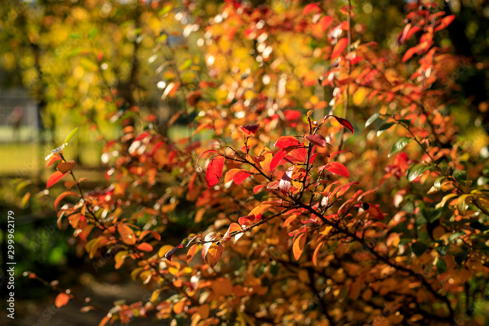 Bush with colorful leaves. Autumnal city park on a sunny day. Autumn vibes scene. Bright fall background with bokeh. Selective focus photography. Bush with colorful leaves. Autumnal city park on a sunny day. Autumn vibes scene. Bright fall background with bokeh. Selective focus photography.