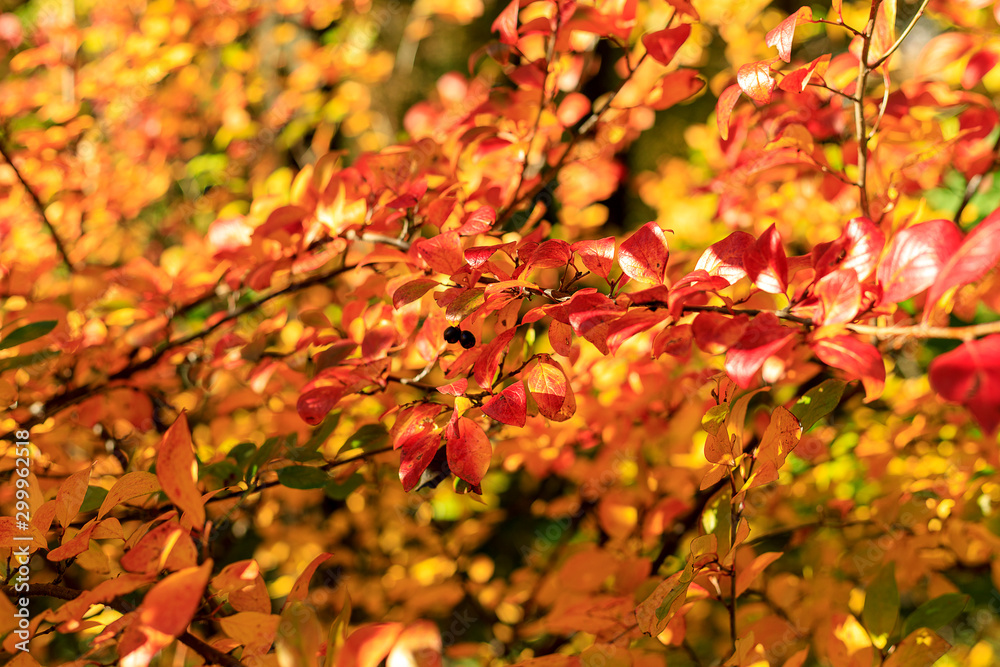 Bush with colorful leaves. Autumnal garden on a sunny day. Autumn mood scene. Bright fall background with bokeh. Selective focus photography. Bush with colorful leaves. Autumnal garden on a sunny day. Autumn mood scene. Bright fall background with bokeh. Selective focus photography.