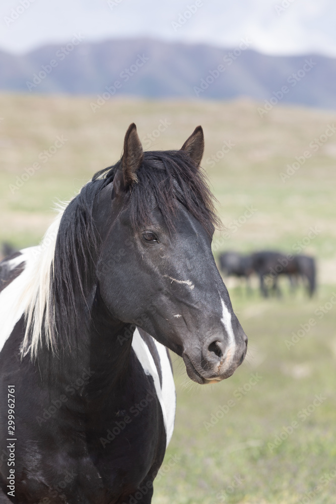 Beautiful Wild Horse in the Utah desert in spring Beautiful Wild Horse in the Utah desert in spring