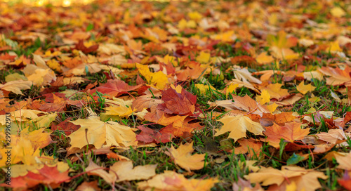 Colorful autumn maple leaves on the green grass selective focus photography. Garden in sunny autumn day. Bright fall pattern background.