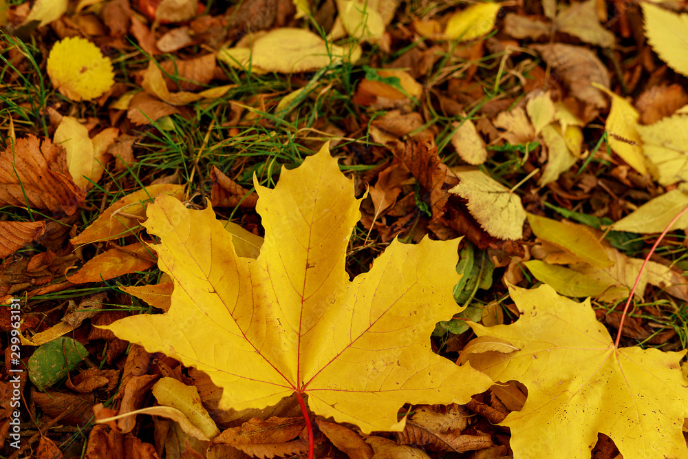 Fallen leaves on the green grass in autumnal garden. Closeup of yellow maple leaf on a sunny day. Autumn mood scene. Selective focus photography. Seasonal fall background.