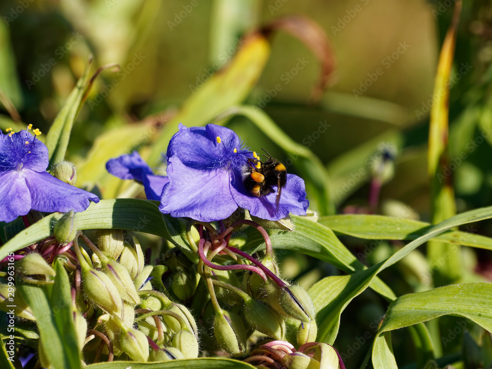 Buff-tailed Bumblebee or large earth bumblebee (Bombus terrestris) feeding  on nectar and pollen foto de Stock | Adobe Stock