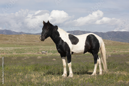 Beautiful Wild Horse in the Utah desert in spring © natureguy