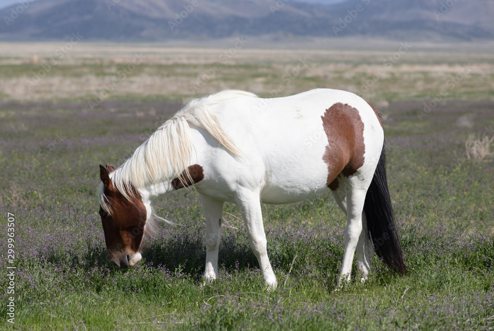 Beautiful Wild Horse in the Utah desert in spring Beautiful Wild Horse in the Utah desert in spring
