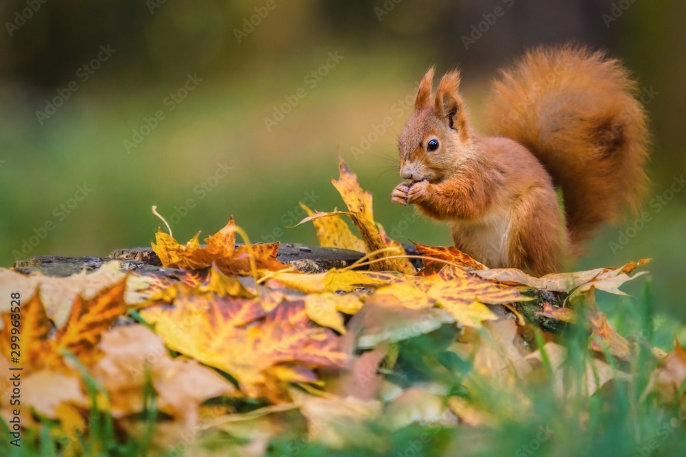 Cute red Eurasian squirrel with fluffy tail sitting on a tree stump covered with colorful leaves feeding on seeds. Sunny autumn day in a deep forest. Blurry yellow and brown background. Cute red Eurasian squirrel with fluffy tail sitting on a tree stump covered with colorful leaves feeding on seeds. Sunny autumn day in a deep forest. Blurry yellow and brown background.