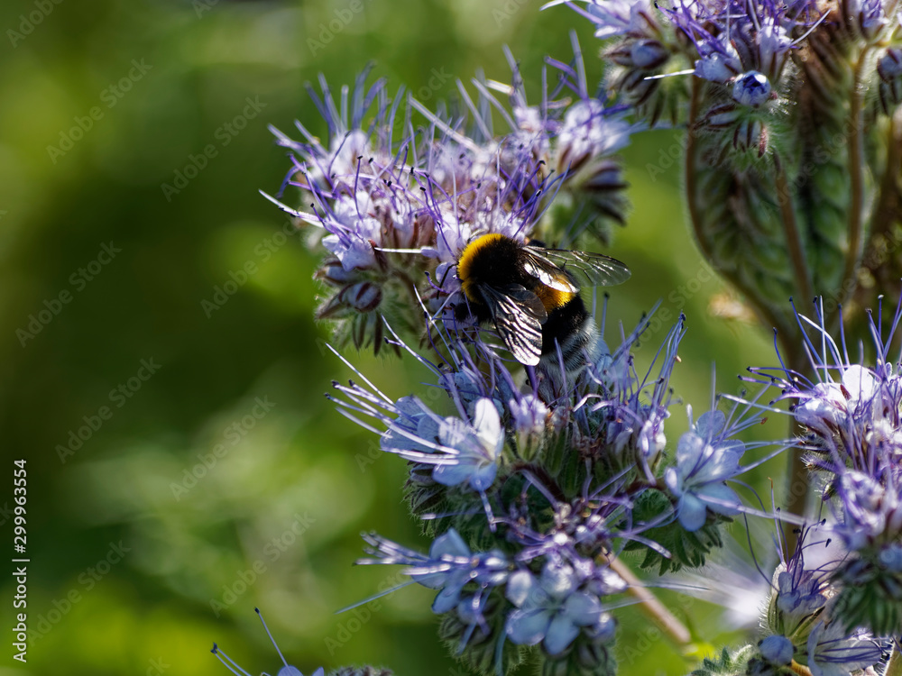 Buff-tailed Bumblebee (Bombus terrestris) feeding on nectar and pollen Buff-tailed Bumblebee (Bombus terrestris) feeding on nectar and pollen