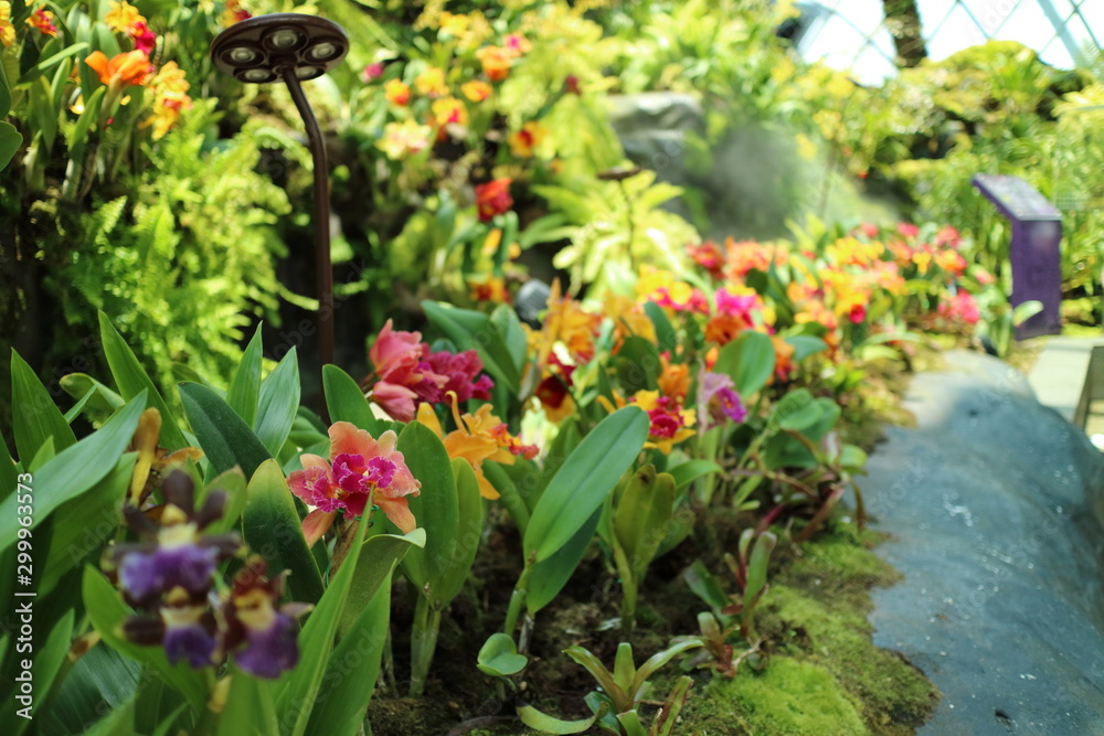 Orchid flowers in Cloud Forest, Garden by the Bay, Singapore