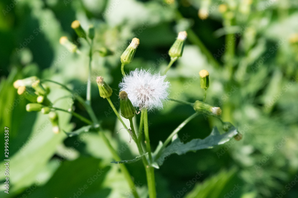 Weed in the garden. Harmful grass seeds Weed in the garden. Harmful grass seeds