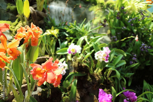 Wallpaper Mural Orchid flowers in Cloud Forest, Garden by the Bay, Singapore Torontodigital.ca