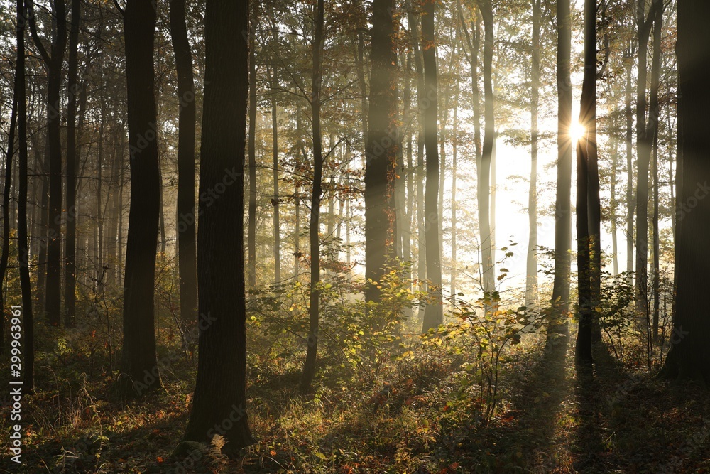 Obraz premium Autumn forest in foggy weather during sunrise