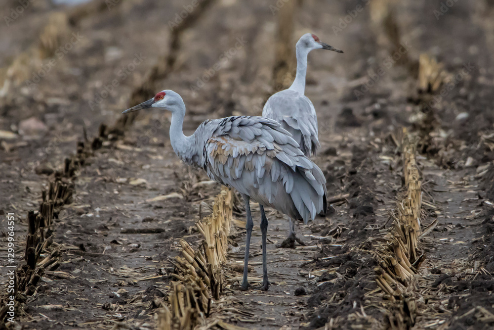 Fototapeta premium pair of sandhill cranes