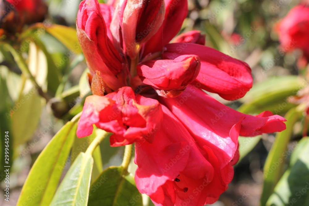 Naklejka premium Beautiful bright red flower.Macro.