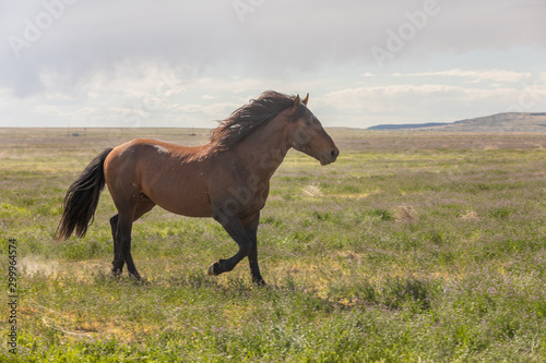 Fototapeta Naklejka Na Ścianę i Meble -  Beautiful Wild Horse in the Utah desert in spring