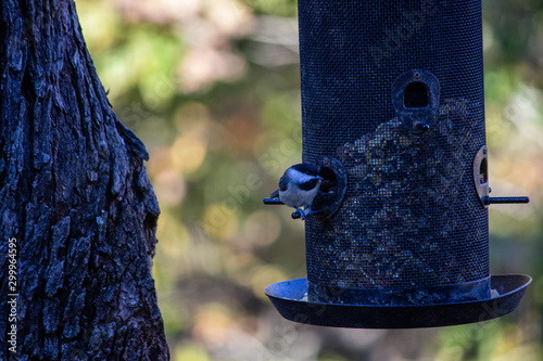 Photography bird on a feeder in Missouri